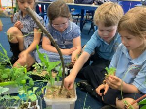 Young children planting and caring for green seedlings in a classroom ecology project, promoting environmental awareness and hands-on learning at St Katharines Primary School.